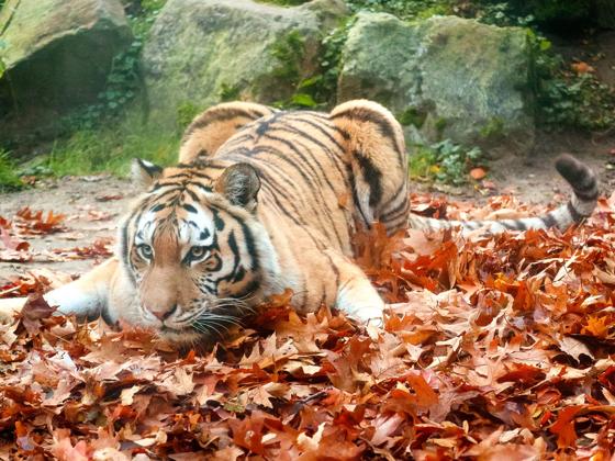 Impressie van DierenPark Amersfoort
