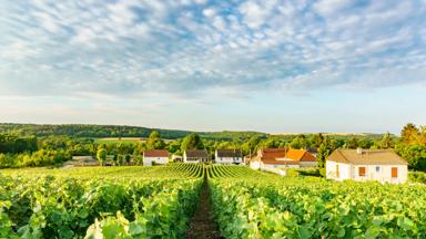 frankrijk_champagne-ardennen_montagne-de-reims_vakantie-champagne-ardennen_wijngaard_huis_uitzicht_shutterstock.jpeg