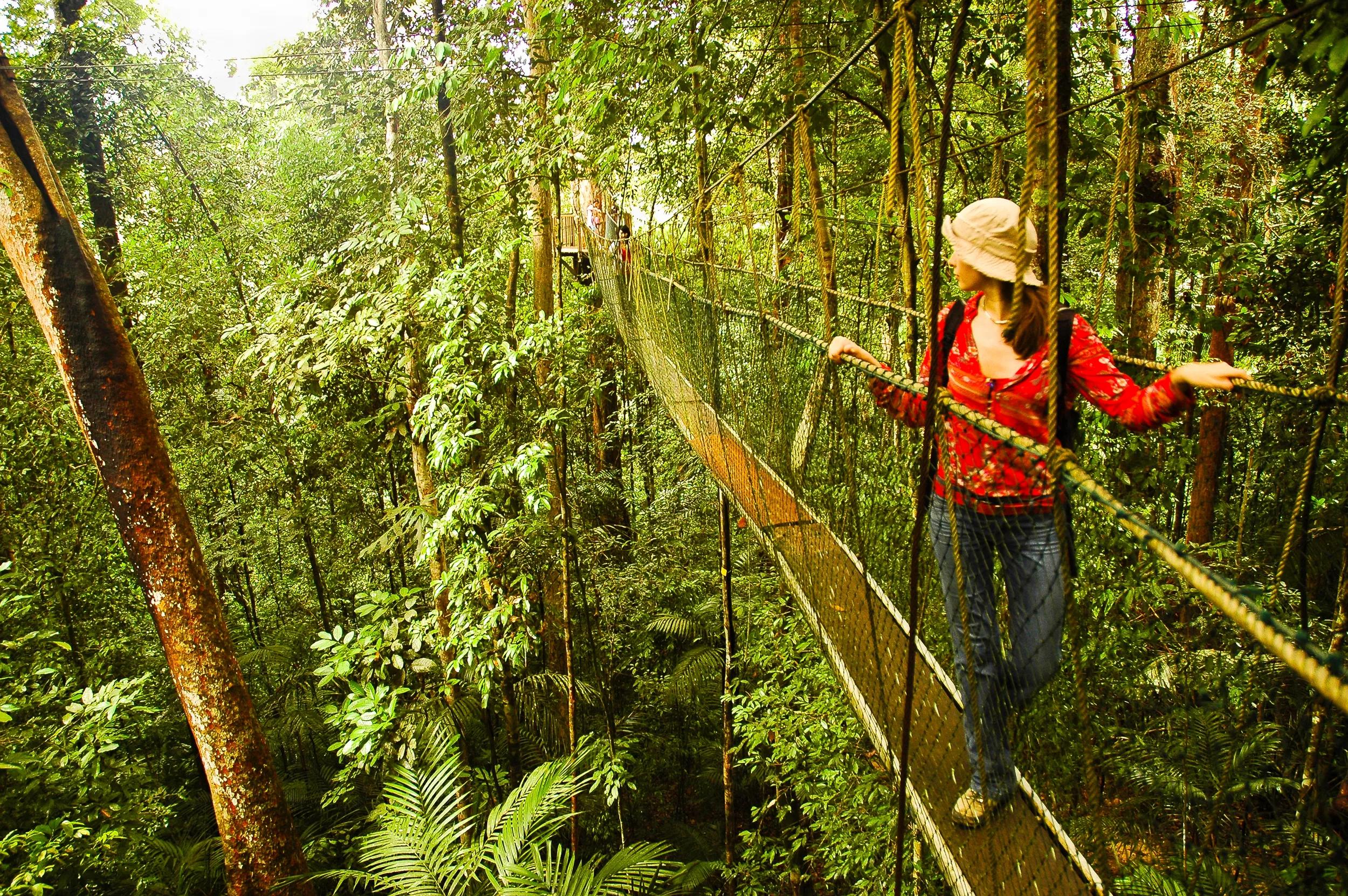 A hanging walkway made of ropes and wood allows trekkers to walk inside the canopy of the tropical jungle, National Park, Taman Negara, Malaysia.