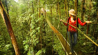 A hanging walkway made of ropes and wood allows trekkers to walk inside the canopy of the tropical jungle, National Park, Taman Negara, Malaysia.