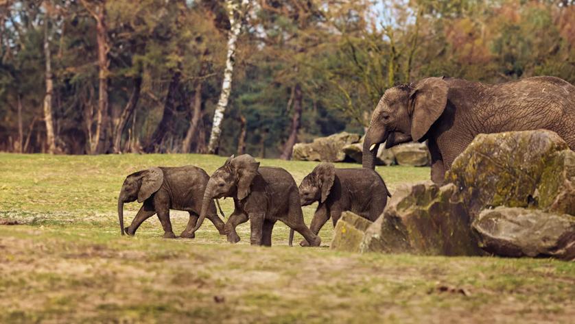 op safari beekse bergen