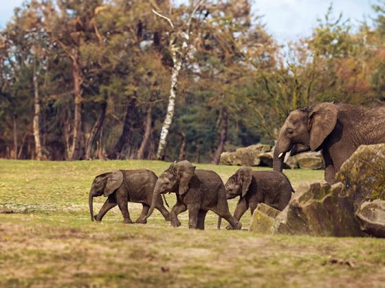 Impressie van Safaripark Beekse Bergen