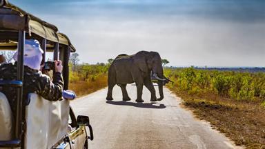 zuid-afrika_kruger-nationaal-park_safari_jeep_olifant_shutterstock