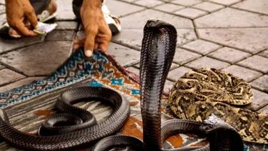 marokko_marrakech_jemaa-el-fnaa_slangenbezweerders_b.jpg