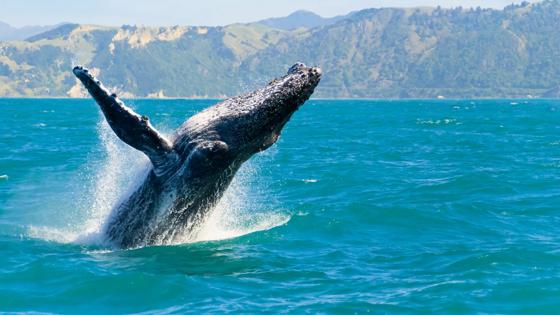 nieuw-zeeland_kaikoura_walvis_bultrug_humpback_shutterstock