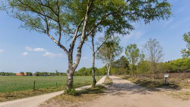 Dirt road in the Sallandse Heuvelrug national park in The Netherlands