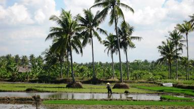 indonesie_java_rijstveld_rijstboer_2_w.jpg