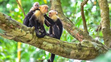 costa-rica_manuel-antonio_natuurreservaat_kapucijnapen-boom_shutterstock