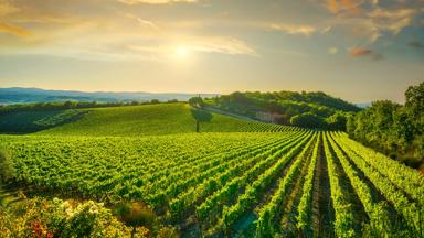 italie_toscane_castellina-in-chianti_wijngaard_zonsopkomst_heuvels__shutterstock_1810918480