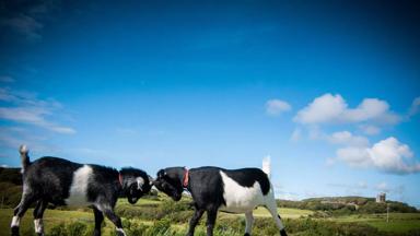 ierland_county-clare_doolin_geitenbok_tourism_ireland