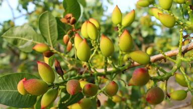 griekenland_saronische eilanden_aegina_pistacheboom_shutterstock