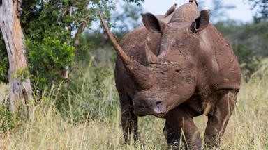 zuid-afrika_kwazulu-natal_hluhluwe_hluhluwe-imfolozipark_neushoorn_shutterstock-633185936