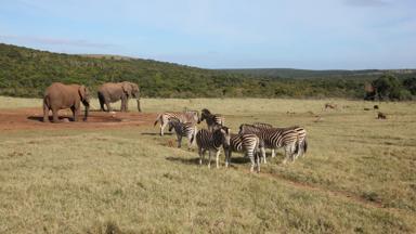 zuid-afrika_oost-kaap_addo-elephant-park_olifant_zebra_2_f