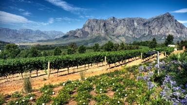zuid-afrika_west-kaap_stellenbosch_wijnlanden-2_b