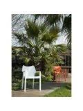 Diva 2 st Tuinstoel
