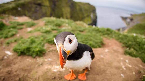 wales_pembrokeshire_skomer-island_puffin_getty