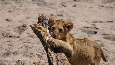 kenia_amboseli-nationaal-park_leeuw_w.jpg