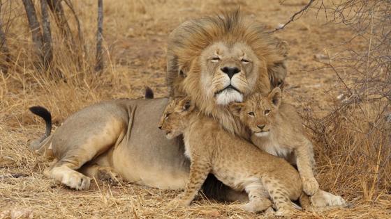 zuid-afrika_leeuw_welpen_leeuwenfamilie_katachtige_b