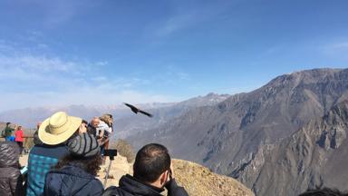 peru_colca canyon_condor vliegend_verder weg_reizigers_f.JPG