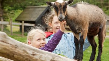 vakantiepark-denemarken-noordjutland-hjorring-skallerupseasideresort-kinderboerderij