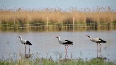 oostenrijk_burgenland_rust_neusiedler_see_ooievaar_vogel_water_riet_getty-1031838144