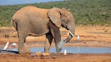 zuid-afrika_oost-kaap_addo-elephant-park_olifant_waterplaats_1_b