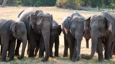 sri lanka_sigiriya_minneriya national park_safari_olifant_b