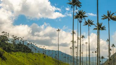 colombia_valle-de-cocora_waspalmen6_b