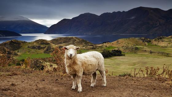 nieuw-zeeland_wanaka_meer_schaap_b