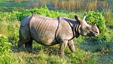 nepal_chitwan-nationaal-park_neushoorn_b