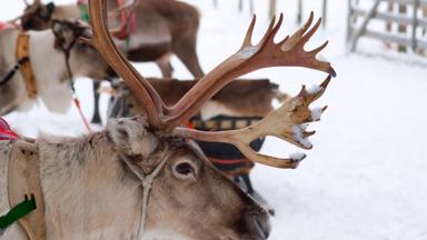 Finland, Rovaniemi, rendieren - GettyImages-126442593