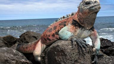 ecuador_galapagos_leguaan_a