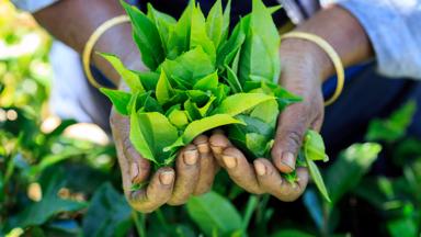 sri lanka_nuwara eliya_thee_plantage_shutterstock_b