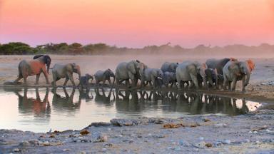 namibie_etosha-national-park_olifant_kudde_waterpoel_2_b.jpg