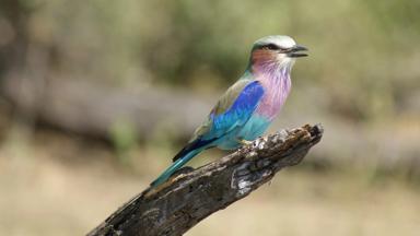 botswana_algemeen_vogel_lilac-breasted-roller_vorkstaartscharrelaar_w