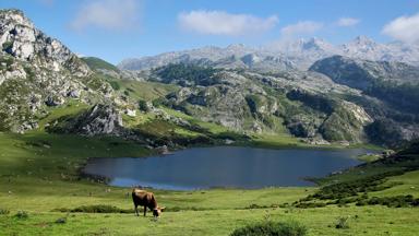spanje_asturie_covadonga_picos-de-europa_bergen_meer_koe_mensen_pixabay