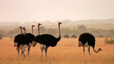 zuid-afrika_west-kaap_oudtshoorn_struisvogels-1_b