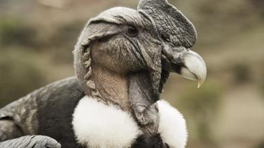 peru_colca canyon_condor kop close up_b.jpg