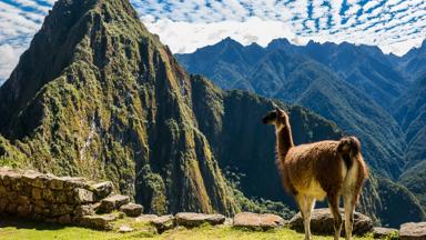 peru_machu-picchu_lama_bergen_incas_b.jpg