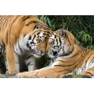 Zomeractie DierenPark Amersfoort Regulier