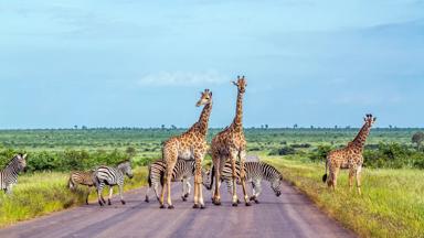 zuid-afrika_kruger-nationaal-park_zebras_giraffen_weg_safari_shutterstock