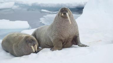 noorwegen_spitsbergen_algemeen_walrus_dier_ijs_rob-goedhals.jpg