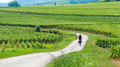 sfeer_frankrijk_bourgogne_wijngaarden_fietser_copyright_alain_doire_bourgogne-franche-comte-tourisme (1)