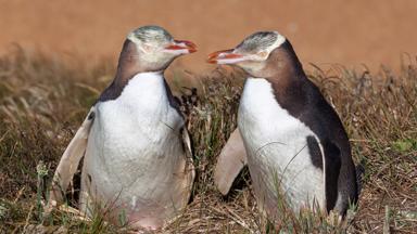 nieuw-zeeland_dunedin_otago_pinguin_b