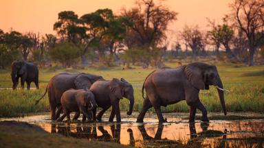 botswana_moremi_olifant_b