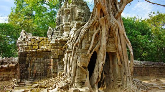 cambodja_siem-reap_angkor-wat_tempel_boomwortel_b