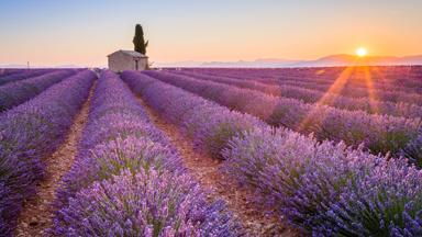 frankrijk_provence-alpes-cote-d-azur_plateau-van-valensole_lavendel_bloem_paars_zonsondergang_cipres_huisje_shutterstock_339032711