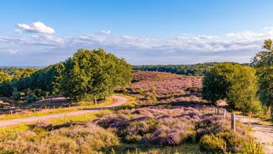 Posbank National park Veluwe, purple pink heather in bloom, blooming heater on the Veluwe by the Hills of the Posbank Rheden, Netherlands.