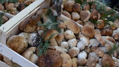 Frankrijk-Occitanie-Toulouse-markt-champignons©CRT Occitanie-Christine-Chabanet