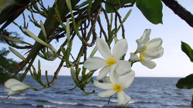 nicaragua_rivas_isla-de-ometepe_bloem_a